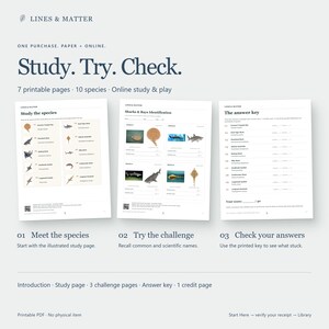 K&ouml;nnte beinhalten: Ein Set aus sieben druckbaren Bildungsseiten mit dem Titel Study. Try. Check. zu zehn Hai- und Rochenarten. Die Seiten enthalten einen illustrierten Lernleitfaden, eine Herausforderung zur Identifizierung und einen Antwortschl&uuml;ssel mit Leerzeilen.