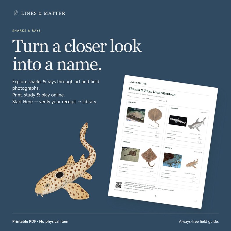May include: A digital Sharks & Rays identification worksheet featuring a spotted shark illustration, four species identification boxes with photographs, and text including "Lines & Matter," "Sharks & Rays Identification," and "Start Here."