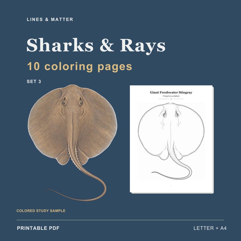 May include: A digital coloring page set titled Sharks & Rays featuring 10 coloring pages. The image displays a colored study sample of a giant freshwater stingray alongside a black and white line art version of the same stingray on a white page.