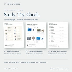 May include: A set of seven printable educational pages featuring ten shark and ray species. The document includes a study page with illustrations, three identification challenge pages, and an answer key. Text includes Study, Try, Check.