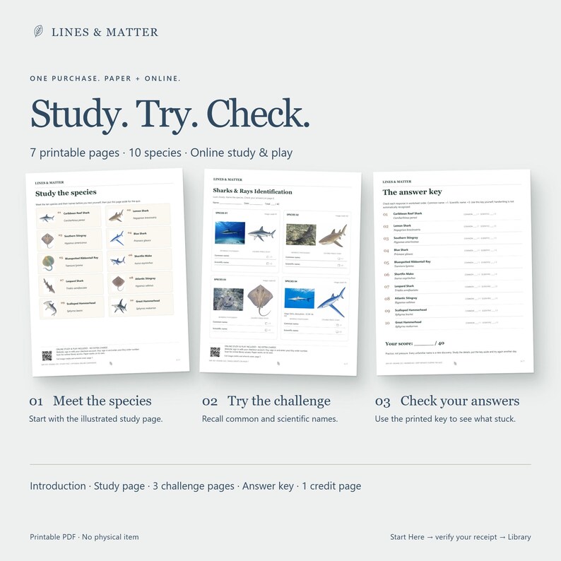 May include: A set of seven printable educational pages featuring ten shark and ray species. The document includes a study page with illustrations, three identification challenge pages, and an answer key. Text includes Study, Try, Check.