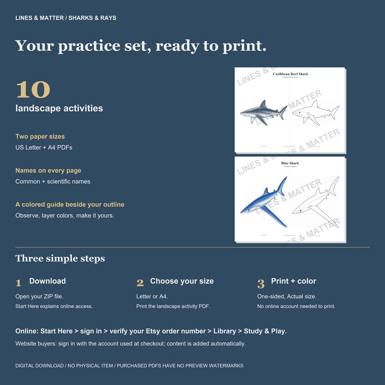 May include: A digital download set of 10 landscape activity pages featuring sharks and rays. Includes US Letter and A4 PDF formats with common and scientific names, plus colored guides alongside outlines for coloring. Instructions for download are included.