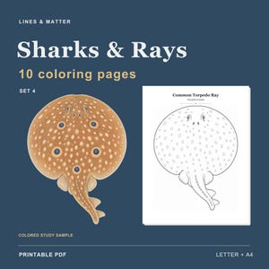 Op de afbeelding: Een printbare PDF-set getiteld Sharks & Rays, Set 4, met 10 kleurplaten. De afbeelding toont een ingekleurd voorbeeld van een gewone sidderrog naast een zwart-witte lijntekening van dezelfde rog, voorzien van de naam van het dier.