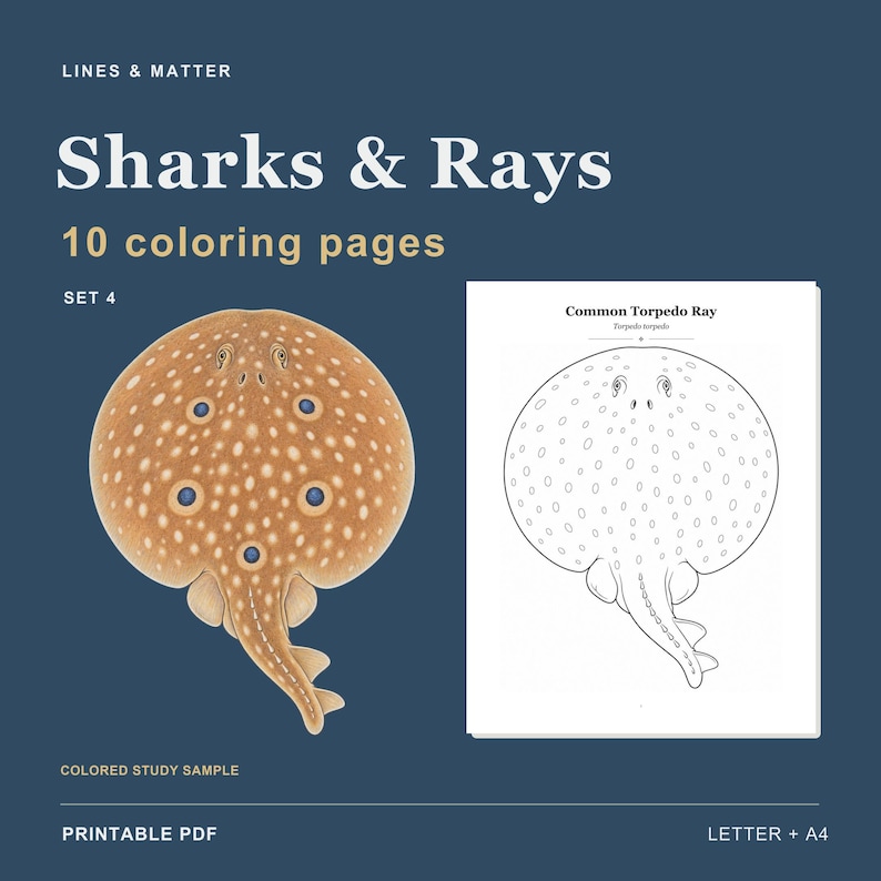 Op de afbeelding: Een printbare PDF-set getiteld Sharks & Rays, Set 4, met 10 kleurplaten. De afbeelding toont een ingekleurd voorbeeld van een gewone sidderrog naast een zwart-witte lijntekening van dezelfde rog, voorzien van de naam van het dier.