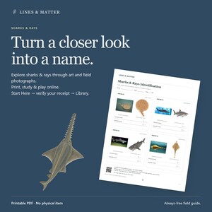K&ouml;nnte beinhalten: Ein digitaler Bestimmungsf&uuml;hrer f&uuml;r Haie und Rochen mit Text, einer S&auml;gefisch-Illustration und einem druckbaren PDF-Layout mit vier Bestimmungsabschnitten, die Fotos verschiedener Arten auf dunkelblauem Hintergrund zeigen.