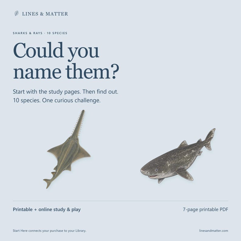K&ouml;nnte beinhalten: Ein 7-seitiges druckbares PDF mit dem Titel Lines & Matter zu Sharks & Rays - 10 Species. Der Text lautet: Could you name them? Start with the study pages. Then find out. 10 species. One curious challenge. Enth&auml;lt Illustrationen eines S&auml;gefisches und eines Hais.