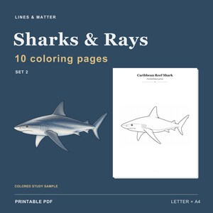 May include: A digital printable PDF set titled Sharks & Rays, 10 coloring pages, set 2. It features a colored study sample of a Caribbean Reef Shark alongside a black and white line art coloring page of the same shark on a dark blue background.