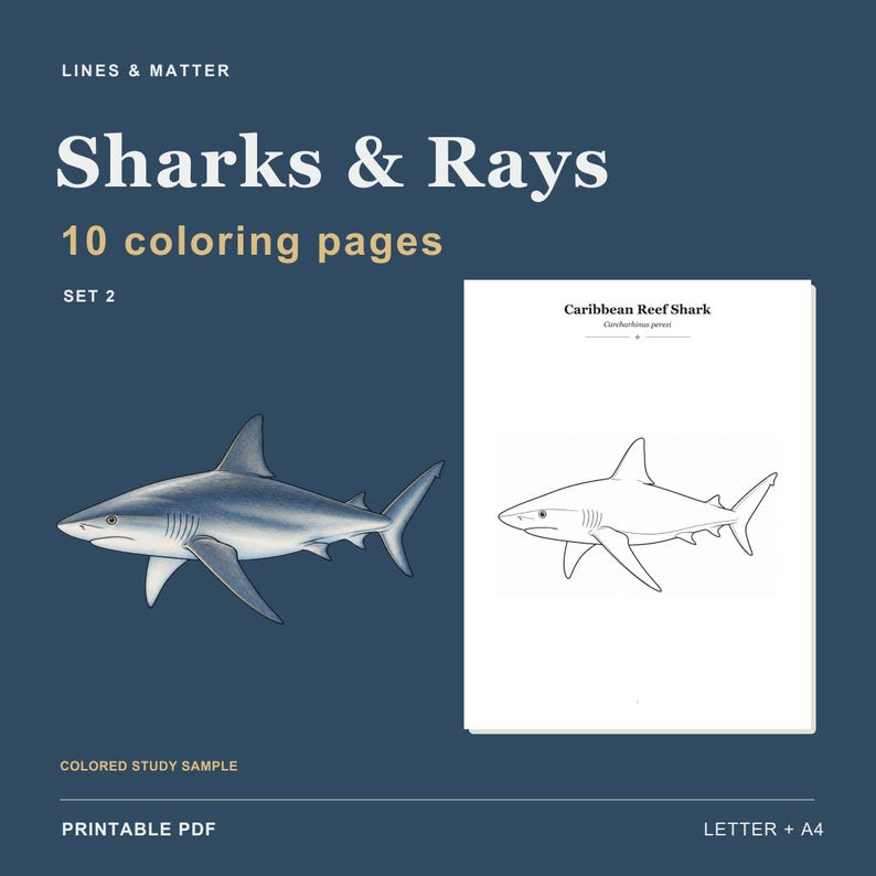 May include: A digital printable PDF set titled Sharks & Rays, 10 coloring pages, set 2. It features a colored study sample of a Caribbean Reef Shark alongside a black and white line art coloring page of the same shark on a dark blue background.
