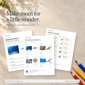 May include: Three white paper sheets featuring a Sharks & Rays identification challenge with educational text, shark and ray illustrations, and blank lines for writing. The pages include the text Lines & Matter, Make room for a little wonder.