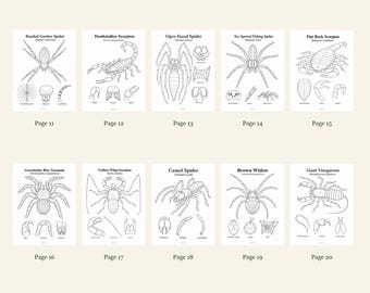 Arachnids Coloring Pages 11-20: 10-Page Printable Pack, Digital PDF