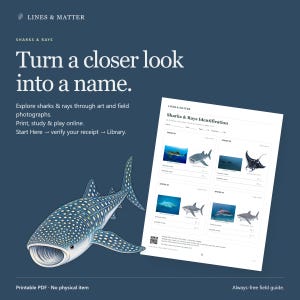 May include: A digital educational document titled Sharks & Rays Identification featuring four species sections with photographs and blank fields for common and scientific names, accompanied by a large illustration of a whale shark on a dark blue background.