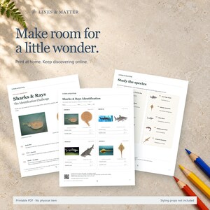 K&ouml;nnte beinhalten: Drei wei&szlig;e Papierb&ouml;gen mit einer Haie- und Rochen-Identifikationsaufgabe, inklusive Text, Diagrammen und Farbfotos verschiedener Meeresarten. Die Seiten enthalten &Uuml;berschriften wie Lines & Matter, Make room for a little wonder und Study the species.