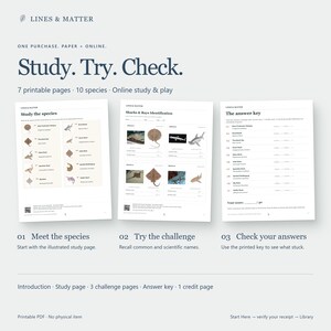 May include: A set of seven printable educational pages titled Study. Try. Check. featuring illustrations and identification challenges for ten shark and ray species. The document includes a study page, three challenge pages, and an answer key.