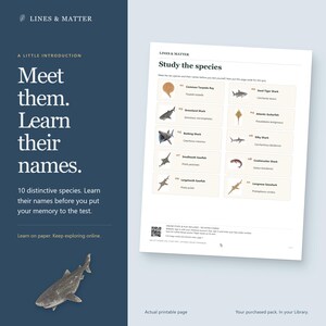 K&ouml;nnte beinhalten: Ein wei&szlig;es Lernblatt mit dem Titel Study the species, das Illustrationen und Namen von zehn Meerestieren, darunter Haie und Rochen, zeigt. Die Seite enth&auml;lt einen QR-Code am unteren Rand sowie die &Uuml;berschriften Lines and Matter und Meet them.