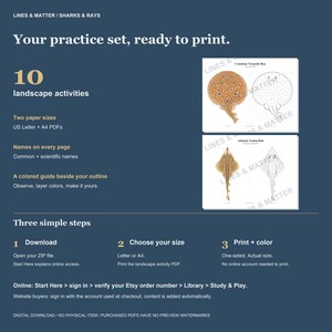 May include: A digital download set featuring 10 landscape activities of sharks and rays. Includes US Letter and A4 PDF formats with colored guides and outlines for coloring. Text includes 'Lines & Matter', 'Sharks & Rays', and 'Your practice set, ready to print'.