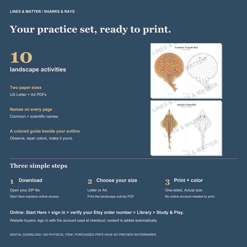 May include: A digital download set featuring 10 landscape activities of sharks and rays. Includes US Letter and A4 PDF formats with colored guides and outlines for coloring. Text includes 'Lines & Matter', 'Sharks & Rays', and 'Your practice set, ready to print'.
