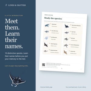 May include: A printable educational page titled Study the species featuring illustrations and names of ten marine animals including the Whale Shark, Great White Shark, and Manta Ray. The document includes a QR code and text instructions.