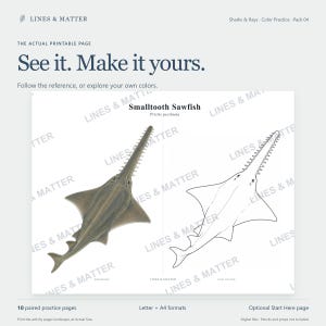 May include: A printable activity page titled Smalltooth Sawfish Pristis pectinata featuring a colored reference illustration of a sawfish on the left and a black and white line art outline of the same creature on the right for coloring practice.