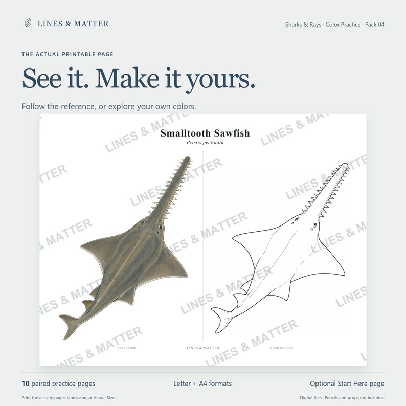 May include: A printable activity page titled Smalltooth Sawfish Pristis pectinata featuring a colored reference illustration of a sawfish on the left and a black and white line art outline of the same creature on the right for coloring practice.