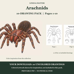 May include: A digital drawing pack titled LINES & MATTER Arachnids 10-DRAWING PACK | Pages 1-10. It features a colored illustration of a brown spider and two black and white line art pages showing a Bunny Harvestman and a Huntsman Spider.