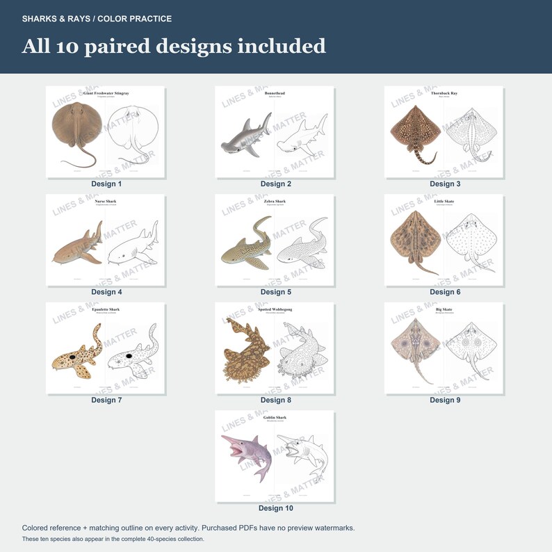 May include: A collection of ten educational activity sheets titled SHARKS & RAYS / COLOR PRACTICE. Each sheet features a colored illustration of a shark or ray paired with a matching black and white line drawing for coloring, labeled Design 1-10.