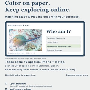 May include: An educational card featuring the text Lines & Matter / Sharks & Rays, Color on paper. Keep exploring online. A Who am I? quiz displays a photograph of a bluespotted ribbontail ray with multiple-choice options and instructions.