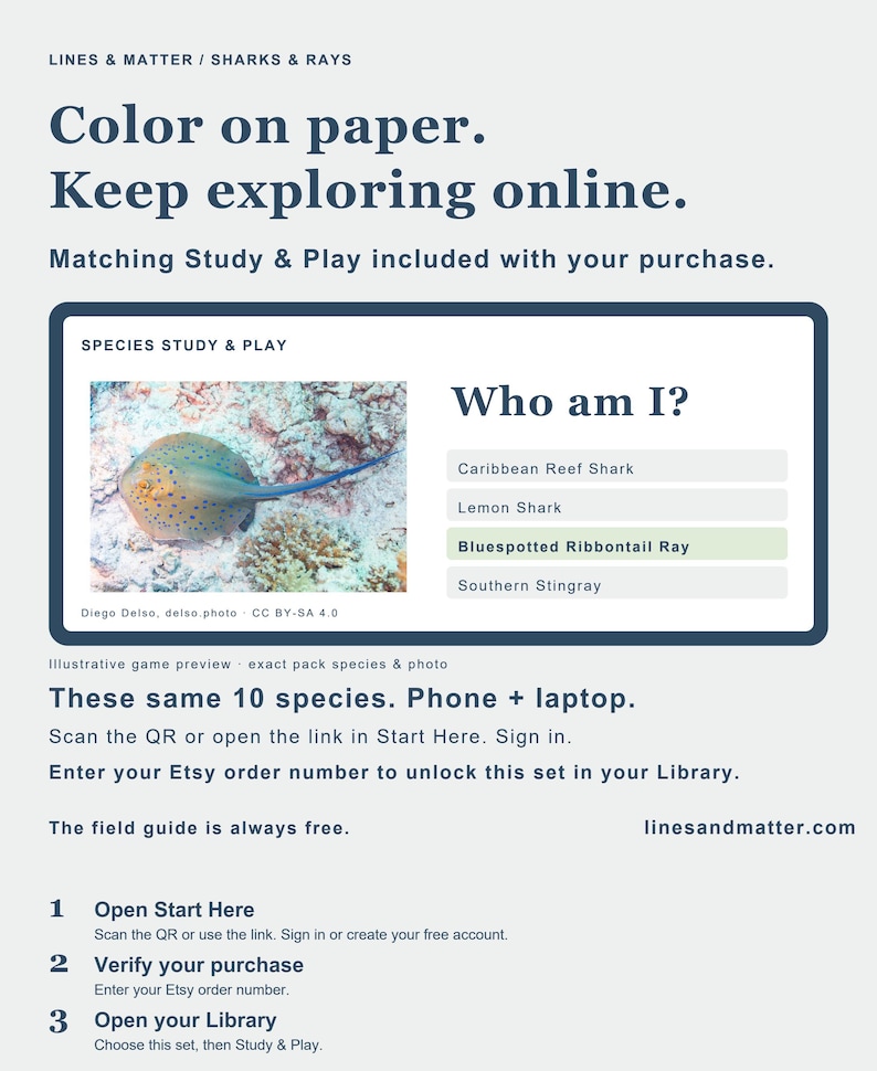 May include: An educational card featuring the text Lines & Matter / Sharks & Rays, Color on paper. Keep exploring online. A Who am I? quiz displays a photograph of a bluespotted ribbontail ray with multiple-choice options and instructions.