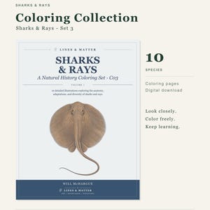 May include: A digital coloring collection titled Sharks & Rays - Set 3 by Lines & Matter. The cover features a brown stingray illustration, the text "10 species," "Coloring pages," "Digital download," and "Look closely. Color freely. Keep learning."