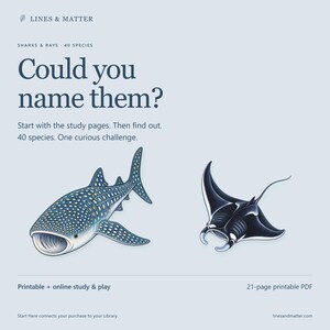 May include: A 21-page printable PDF study guide titled Lines & Matter Sharks & Rays 40 Species. The cover features the text Could you name them? Start with the study pages. Then find out. 40 species. One curious challenge. Illustrations of a whale shark and a manta ray are displayed.
