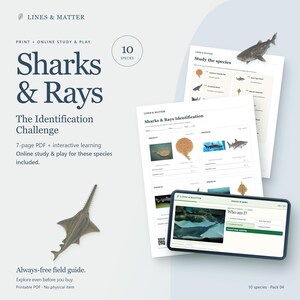 K&ouml;nnte beinhalten: Ein 7-seitiges PDF-Lernset mit dem Titel Sharks & Rays: The Identification Challenge von Lines & Matter. Enth&auml;lt druckbare Identifikationsarbeitsbl&auml;tter mit Bildern verschiedener Arten sowie eine interaktive Online-Lern- und Spieloberfl&auml;che.