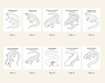 Newts And Salamanders Coloring Pages 11-20: 10-Page Printable Pack, Digital PDF