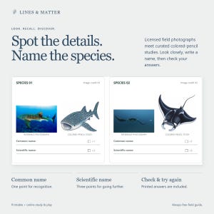 May include: A Lines & Matter educational worksheet titled Spot the details. Name the species. It features two sections for identifying marine life, each with a reference photograph and a colored-pencil study of a whale shark and a manta ray.
