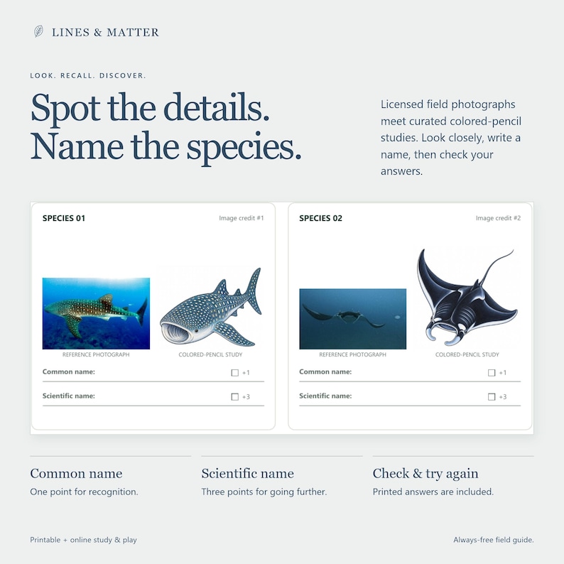 May include: A Lines & Matter educational worksheet titled Spot the details. Name the species. It features two sections for identifying marine life, each with a reference photograph and a colored-pencil study of a whale shark and a manta ray.