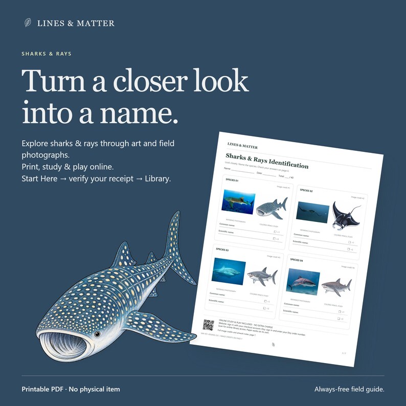 May include: A digital Sharks & Rays identification worksheet featuring a whale shark illustration and four species identification sections with photographs, scientific name fields, and a QR code on a dark blue background with white text.