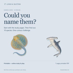 May include: A 7-page printable PDF titled Lines & Matter featuring the text Could you name them? Sharks & Rays - 10 species. The document includes illustrations of a blue-spotted stingray and a hammerhead shark for study and play.