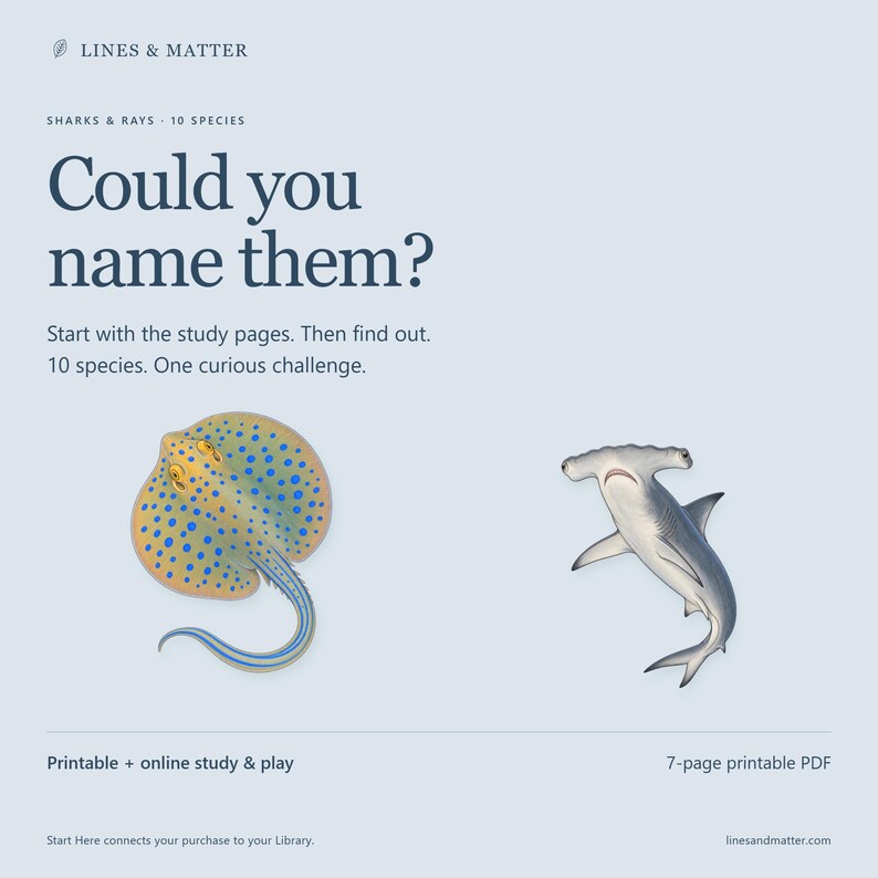 May include: A 7-page printable PDF titled Lines & Matter featuring the text Could you name them? Sharks & Rays - 10 species. The document includes illustrations of a blue-spotted stingray and a hammerhead shark for study and play.