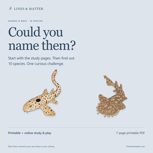 May include: A printable educational document titled Lines & Matter Sharks & Rays 10 Species. The text reads Could you name them? Start with the study pages. Then find out. 10 species. One curious challenge. It features illustrations of two spotted sharks.
