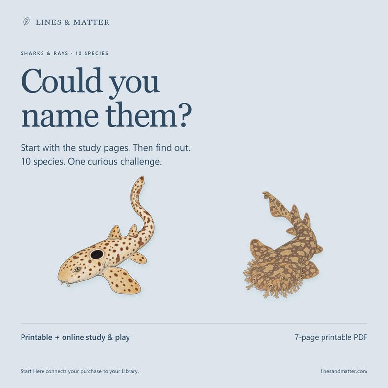 May include: A printable educational document titled Lines & Matter Sharks & Rays 10 Species. The text reads Could you name them? Start with the study pages. Then find out. 10 species. One curious challenge. It features illustrations of two spotted sharks.