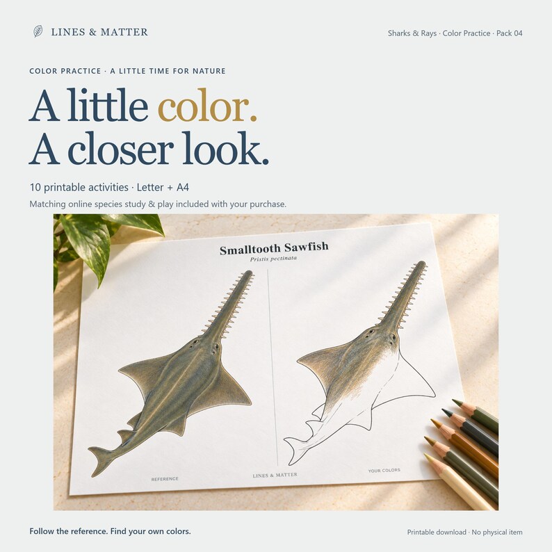 May include: A printable activity sheet titled Smalltooth Sawfish featuring a colored reference image of a sawfish on the left and an outline drawing on the right. The text includes Lines & Matter, Sharks & Rays, and Color Practice. Colored pencils are visible.