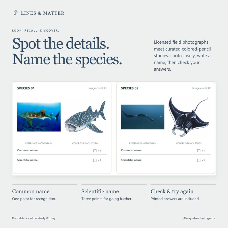 May include: A printable educational field guide titled LINES & MATTER with the text Spot the details. Name the species. It features two sections for species identification, each containing a reference photograph and a colored-pencil study of marine life.