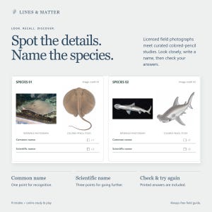 May include: A printable educational field guide titled Lines & Matter featuring the text Spot the details. Name the species. It includes two sections for identifying marine animals, showing reference photographs and colored-pencil studies of a stingray and a hammerhead shark, with blank lines for common and scientific names.
