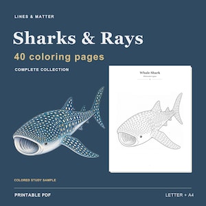 Puede incluir: Una colecci&oacute;n digital titulada Lines & Matter Sharks & Rays con 40 p&aacute;ginas para colorear. La imagen muestra una ilustraci&oacute;n a color de un tibur&oacute;n ballena junto a una versi&oacute;n en blanco y negro etiquetada como Whale Shark Rhincodon typus.