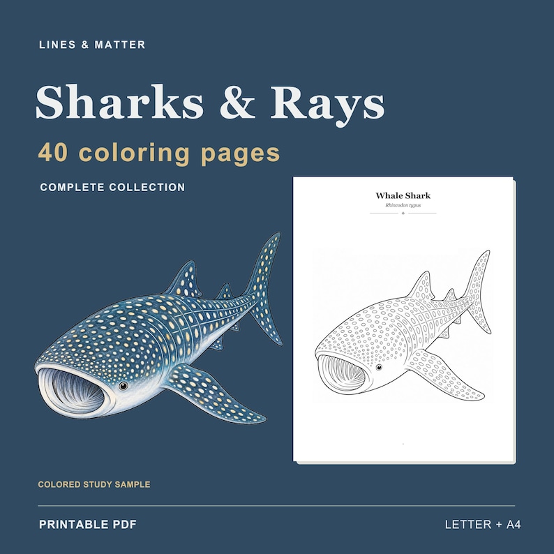 Puede incluir: Una colecci&oacute;n digital titulada Lines & Matter Sharks & Rays con 40 p&aacute;ginas para colorear. La imagen muestra una ilustraci&oacute;n a color de un tibur&oacute;n ballena junto a una versi&oacute;n en blanco y negro etiquetada como Whale Shark Rhincodon typus.