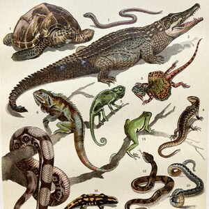 Op de afbeelding: Een educatieve prent in vintage-stijl met genummerde illustraties van diverse reptielen en amfibieën, waaronder een schildpad, een krokodil, een kameleon, een kikker, diverse slangen en hagedissen in gedetailleerde aardetinten.