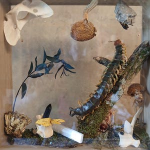 Giant centipede on a mossy stick, with assorted bugs, bones, & mushrooms.