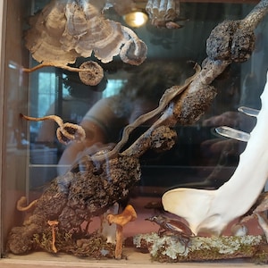 Shadow box with ring neck snake. Jaw bone with crystals. Assorted bugs, bones, moss, & mushrooms.