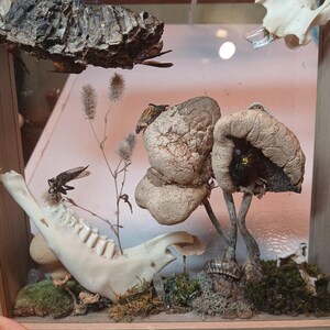 Shadow box with assorted bones, bugs, mosses, & mushrooms.  Wildflower and crystals.