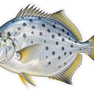 May include: A detailed illustration of a silver fish with a rounded body shape, featuring numerous dark circular spots across its scales, a prominent dorsal fin, and yellow-tinted fins near the tail and underside, set against a white background.
