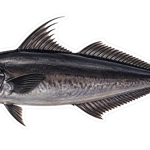 May include: A detailed illustration of a dark gray fish with a streamlined body, pointed fins, and a forked tail. The fish features a metallic sheen, visible scales along the midsection, and a sharp dorsal fin, presented against a plain white background.