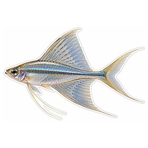 May include: A sticker featuring a detailed illustration of a silver fish with iridescent blue highlights, long flowing fins, and a slender body. The fish is depicted in profile with a prominent dorsal fin and elongated tail filaments.